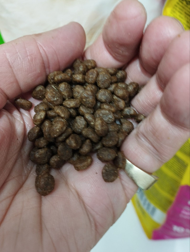 🐓🐟🥔🍚جوسرا کیتن (kitten) 10 کیلویی